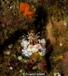 i found this guy diving at one of my favorite sites!Harle... by Jurgens Swarts 